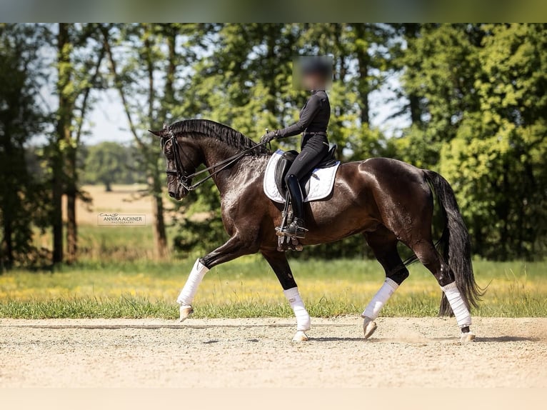 Hanoverian Gelding 10 years 17 hh Smoky-Black in MassinG