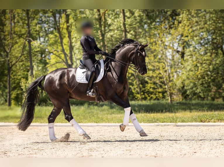 Hanoverian Gelding 10 years 17 hh Smoky-Black in MassinG