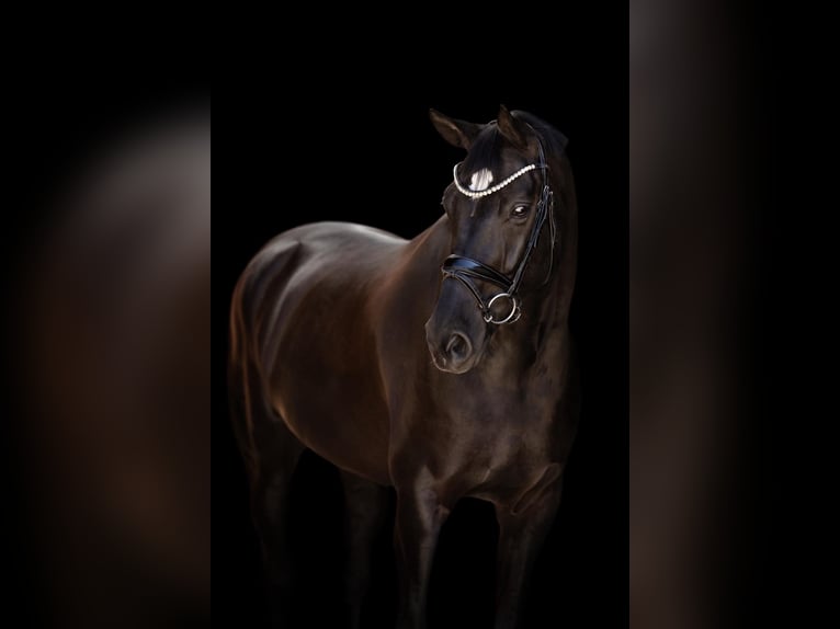 Hanoverian Gelding 10 years 17 hh Smoky-Black in MassinG