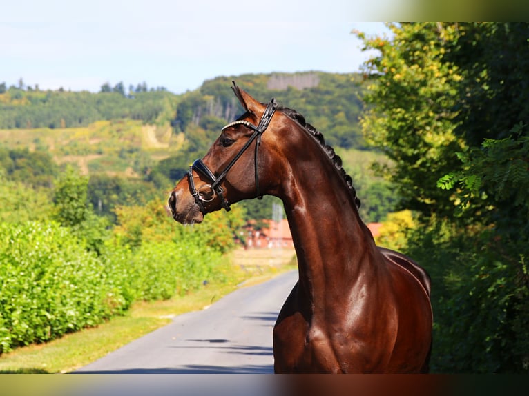 Hanoverian Gelding 10 years 17 hh Smoky-Black in Lienen