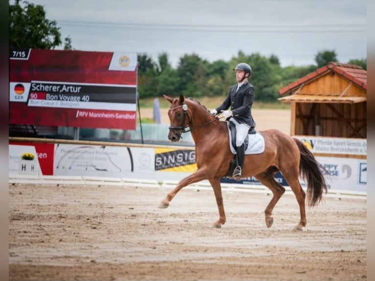 Hanoverian, Gelding, 10 years, 17 hh, Smoky-Black