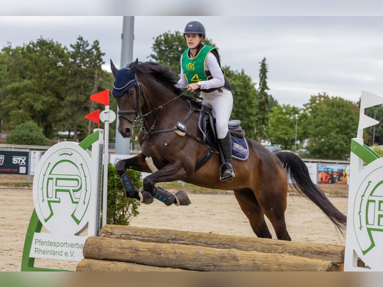 Hanoverian Gelding 10 years 17 hh Smoky-Black in Hilden