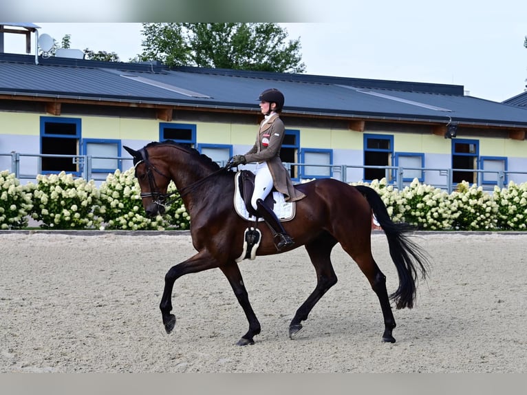 Hanoverian Gelding 10 years 17,1 hh Bay-Dark in Wallern
