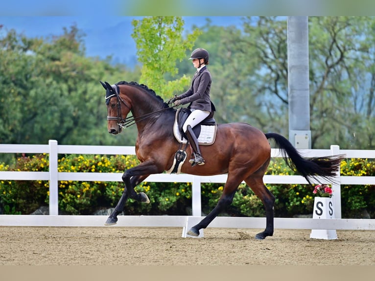 Hanoverian Gelding 10 years 17,1 hh Bay-Dark in Wallern
