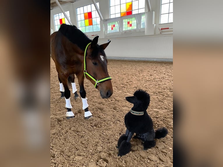 Hanoverian Gelding 10 years 17,1 hh Bay-Dark in Wallern