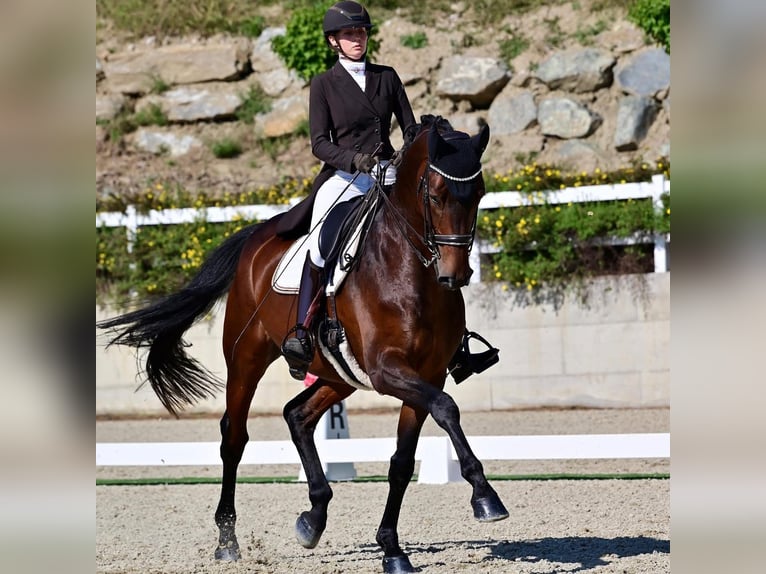 Hanoverian Gelding 10 years 17,1 hh Bay-Dark in Wallern