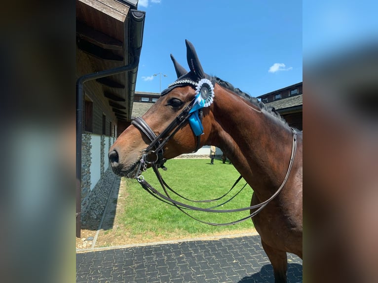 Hanoverian Gelding 10 years 17,1 hh Bay-Dark in Wallern