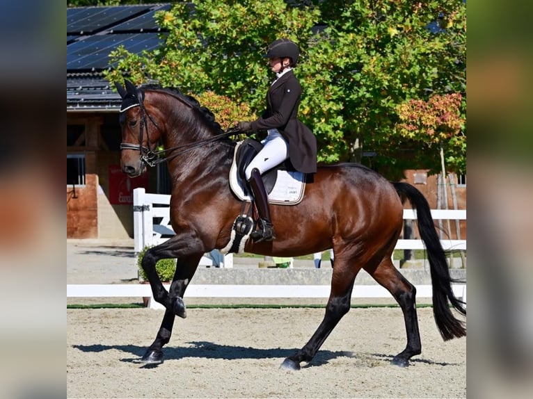 Hanoverian Gelding 10 years 17,1 hh Bay-Dark in Wallern