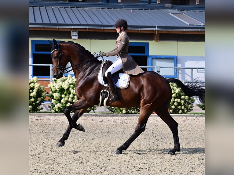 Hanoverian Gelding 10 years 17,1 hh Bay-Dark in Wallern