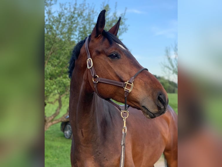 Hanoverian Gelding 10 years 17,1 hh Bay-Dark in Wallern