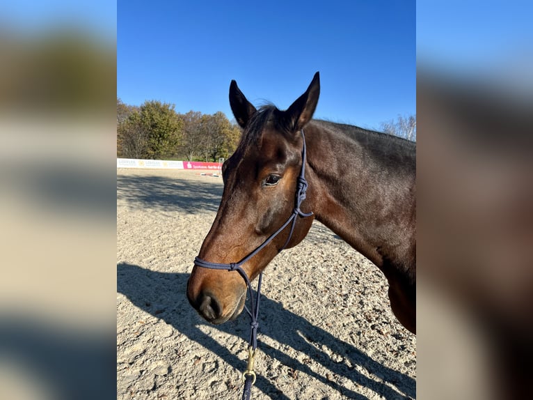 Hanoverian Gelding 10 years 17,1 hh Brown in Oberfrauendorf