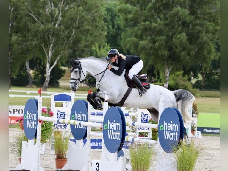 Hanoverian Gelding 10 years 17,1 hh Gray in Zeven