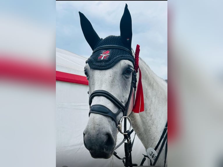Hanoverian Gelding 10 years 17,1 hh Gray in Zeven