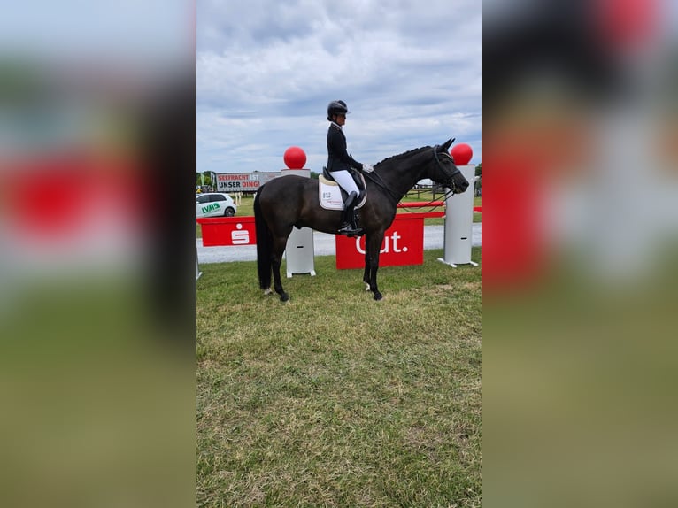 Hanoverian Gelding 10 years 17,1 hh Smoky-Black in Apelern