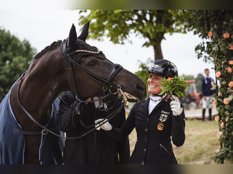 Hanoverian Gelding 10 years 17,1 hh Smoky-Black in Apelern