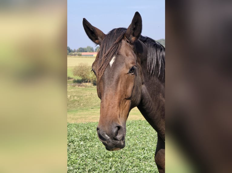Hanoverian Gelding 10 years 17,2 hh Bay-Dark in Krombach