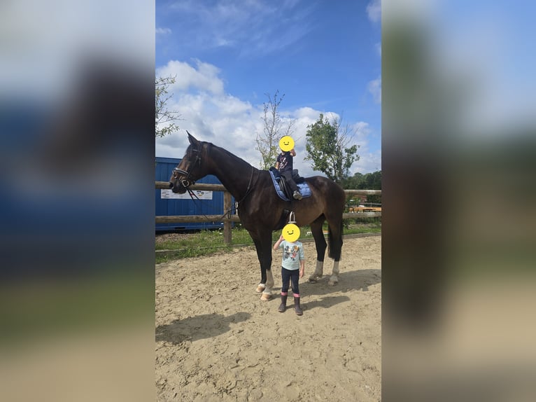 Hanoverian Gelding 10 years 17,2 hh Bay-Dark in Krombach