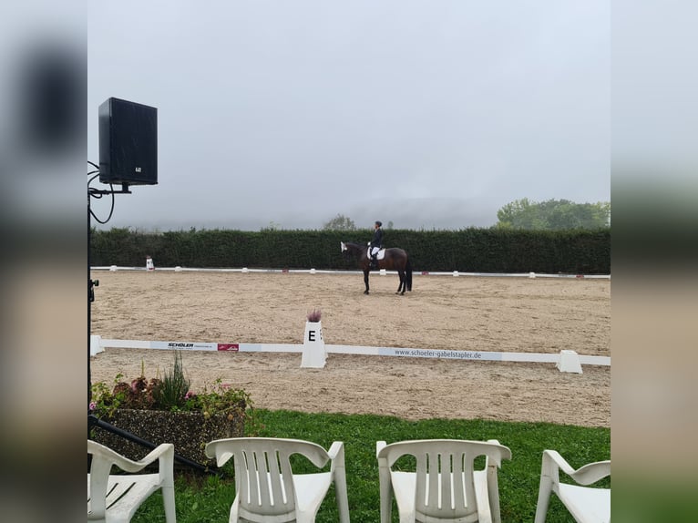 Hanoverian Gelding 10 years 17,2 hh Brown in L&#xF6;rrach