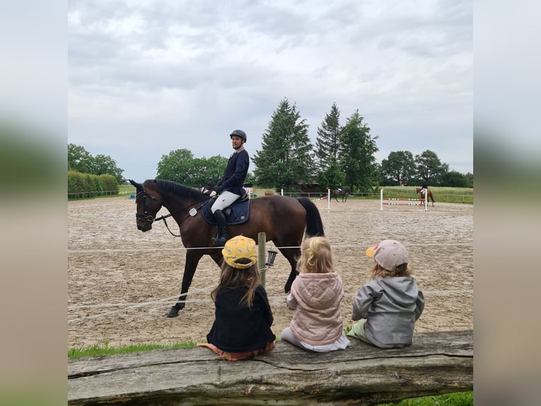 Hanoverian Gelding 10 years 17,2 hh Brown in L&#xF6;rrach