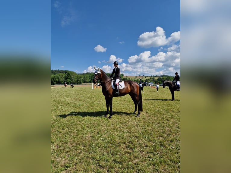 Hanoverian Gelding 10 years 17,2 hh Brown in L&#xF6;rrach