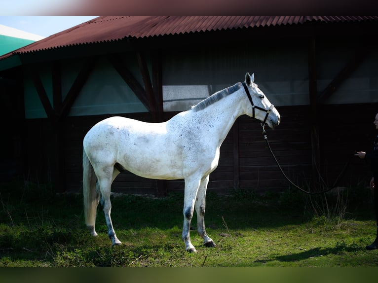 Hanoverian Mix Gelding 10 years 17,2 hh Grey-Fleabitten in Micha&#x142;owice-Wie&#x15B;