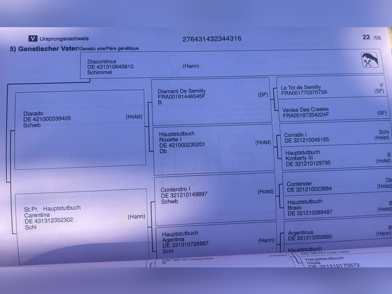 Hanoverian Gelding 10 years 17,2 hh Grey in Castro urdiales