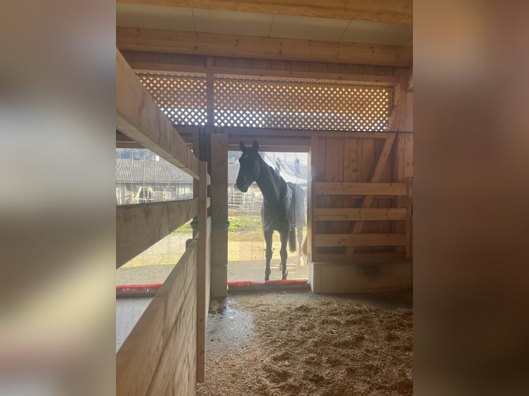 Hanoverian Gelding 10 years 18,1 hh Bay-Dark in Münster Hanoverian Gelding 10 years 18,1 hh Bay-Dark in Münster