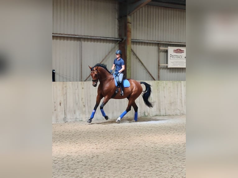 Hanoverian Gelding 10 years Bay in Gillingham