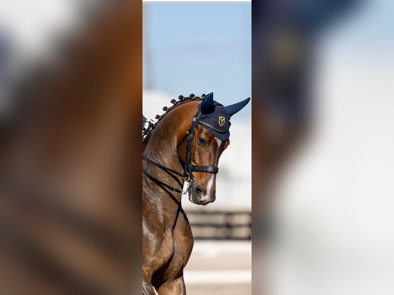 Hanoverian Gelding 10 years Bay in Wellington