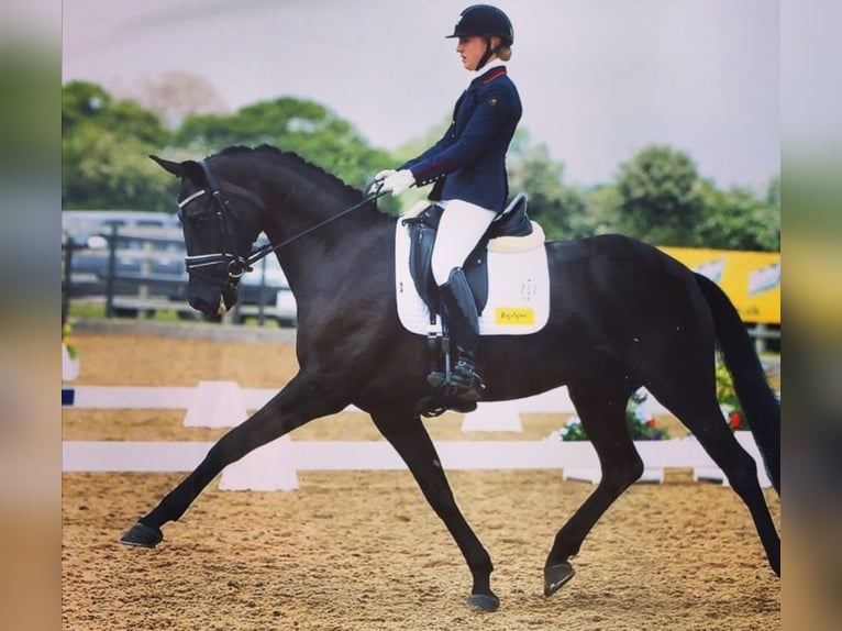 Hanoverian Gelding 10 years Black in Lausanne