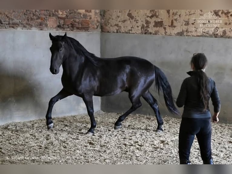 Hanoverian Gelding 10 years Black in Hoorn