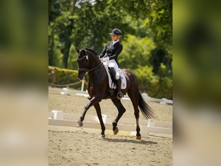 Hanoverian Gelding 10 years Black in Hoorn