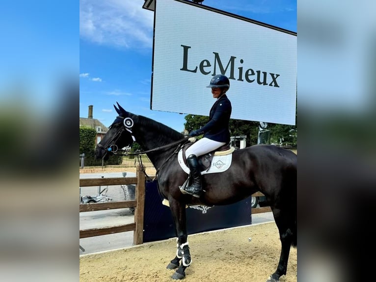 Hanoverian Gelding 10 years Black in Hoorn