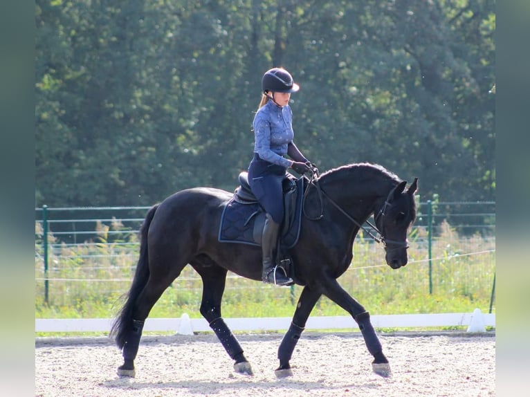 Hanoverian Gelding 10 years Black in Leinfelden-Echterdingen
