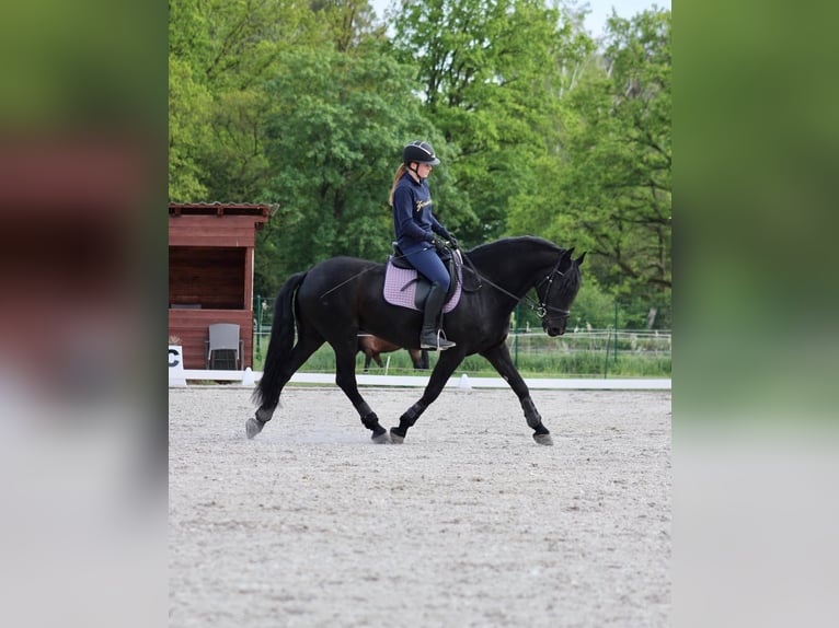 Hanoverian Gelding 10 years Black in Leinfelden-Echterdingen