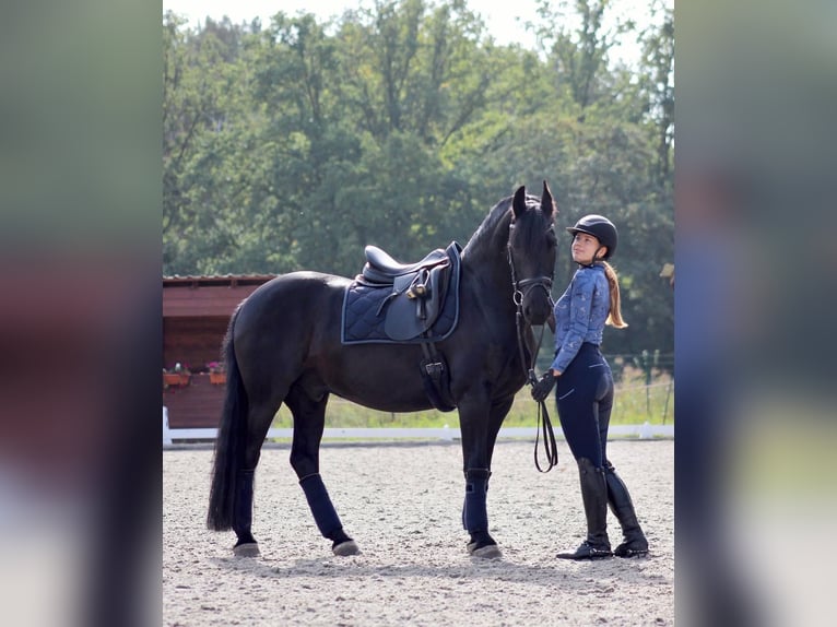 Hanoverian Gelding 10 years Black in Leinfelden-Echterdingen