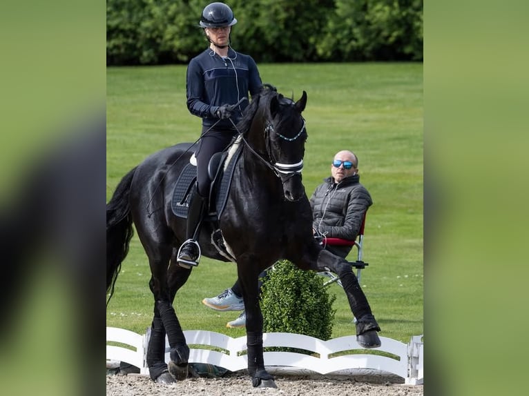 Hanoverian Gelding 10 years Black in Groningen