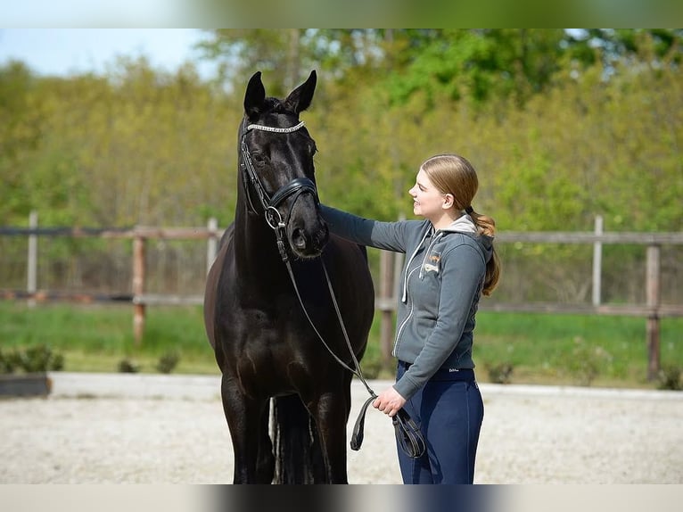 Hanoverian Gelding 10 years Black in Groningen