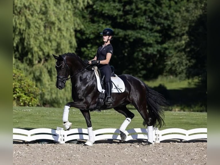 Hanoverian Gelding 10 years Black in Groningen