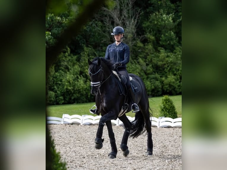 Hanoverian Gelding 10 years Black in Groningen