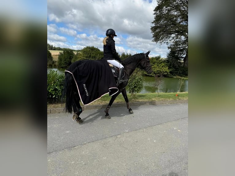 Hanoverian Gelding 10 years Black in Groningen