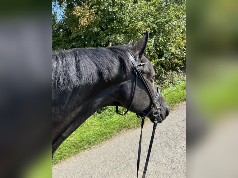 Hanoverian Gelding 10 years Black in Marburg