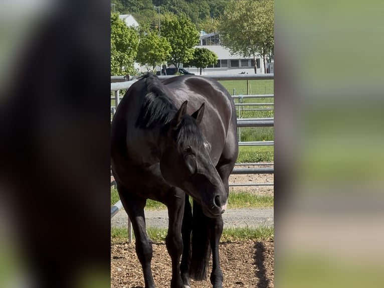 Hanoverian Gelding 10 years Black in Marburg