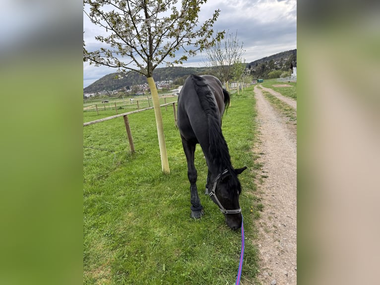 Hanoverian Gelding 10 years Black in Marburg