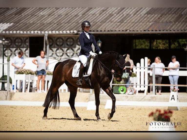 Hanoverian Gelding 10 years Brown in Castrop-Rauxel Hanoverian Gelding 10 years Brown in Castrop-Rauxel