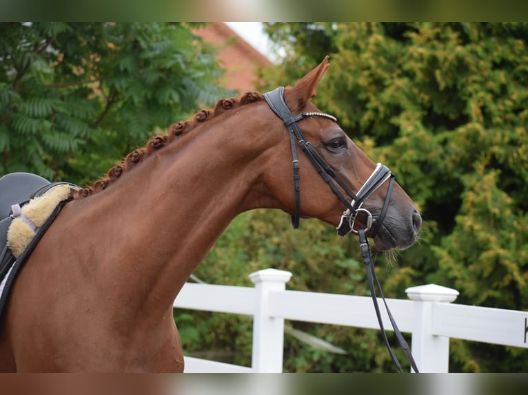 Hanoverian Gelding 10 years Chestnut-Red in Dätgen