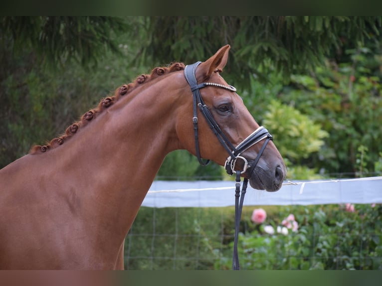 Hanoverian Gelding 10 years Chestnut-Red in Dätgen