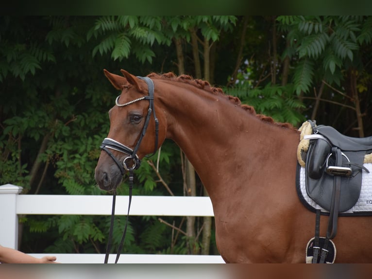 Hanoverian Gelding 10 years Chestnut-Red in Dätgen