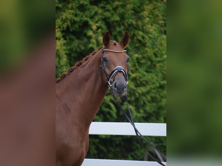 Hanoverian Gelding 10 years Chestnut-Red in Dätgen