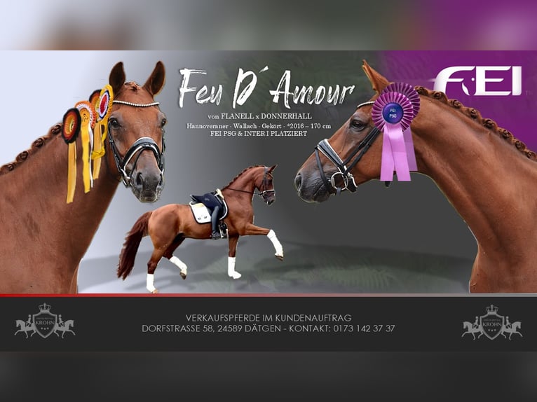 Hanoverian Gelding 10 years Chestnut-Red in Dätgen